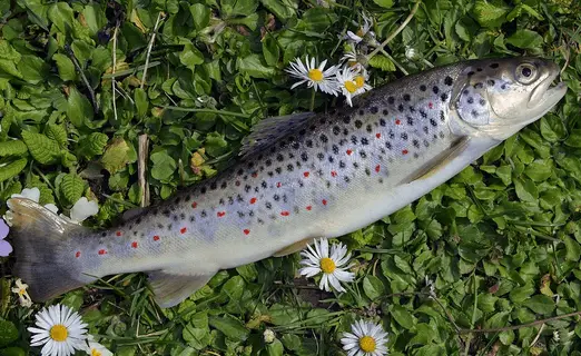 best time to fish for trout