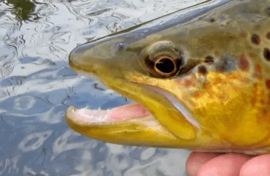 Do Trout Have Teeth