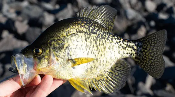 best time to fish for crappie