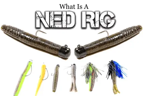 Ned Rig Fishing